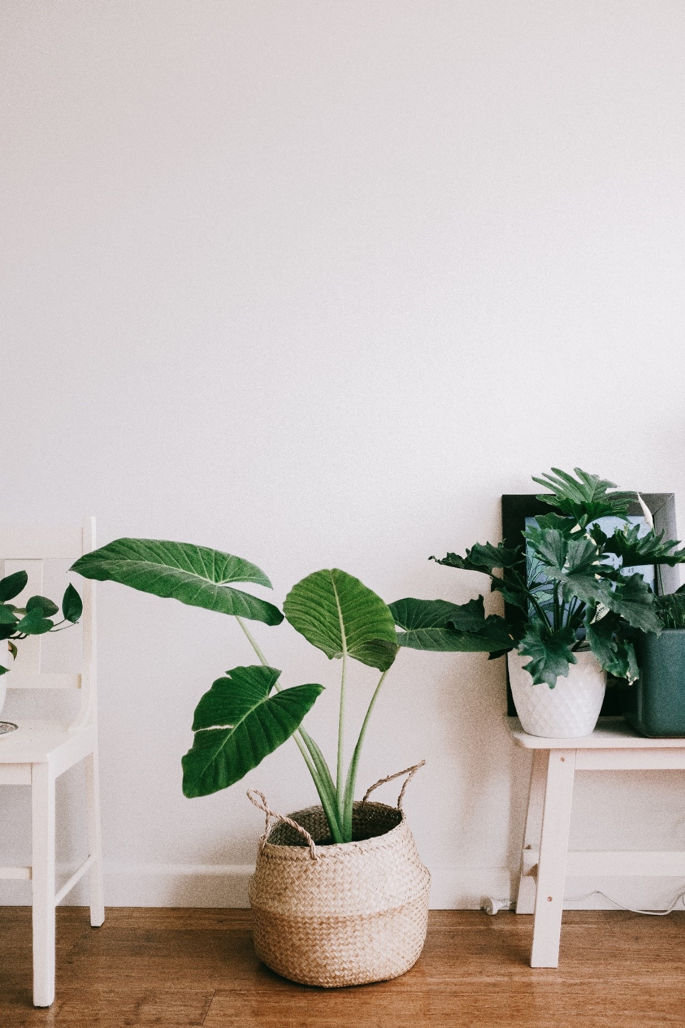 Benefits of Having Plants in Your Home